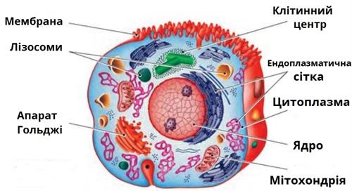 AR у біології: клітина й органи «в долоні»